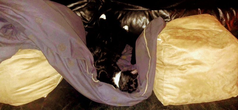 cat on a sofa cat on a sofa