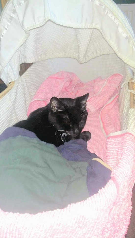 cat in a cot cat in a cot