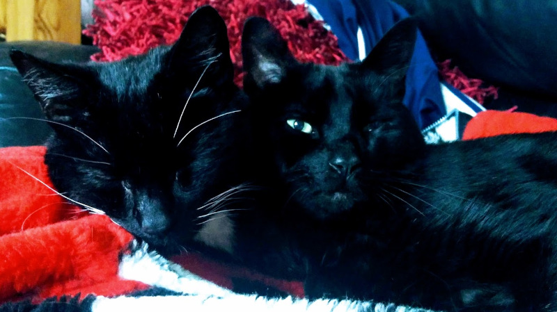 cats, side-by-side cats, side-by-side