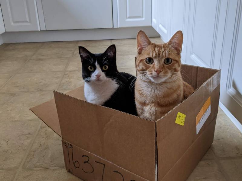 agnes_lloyd_box.jpg
