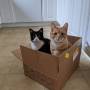 agnes_lloyd_box.jpg