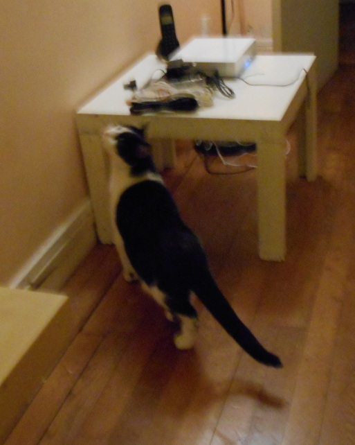 Neighborhood Cat scent-marking a low white table Neighborhood Cat scent-marking a low white table