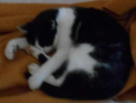 Neighborhood Cat sleeping curled up on bed Neighborhood Cat sleeping curled up on bed