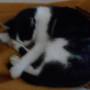 neighborhood_cat_sleeping.jpg
