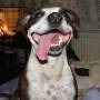 daemons_dog_alucard.jpg