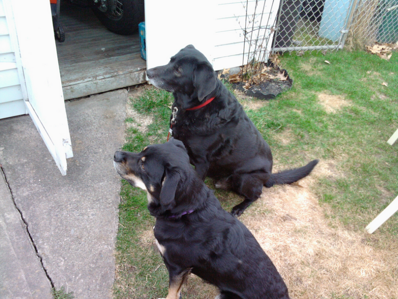 gjb-onyx_mocha.png gjb-onyx_mocha.png